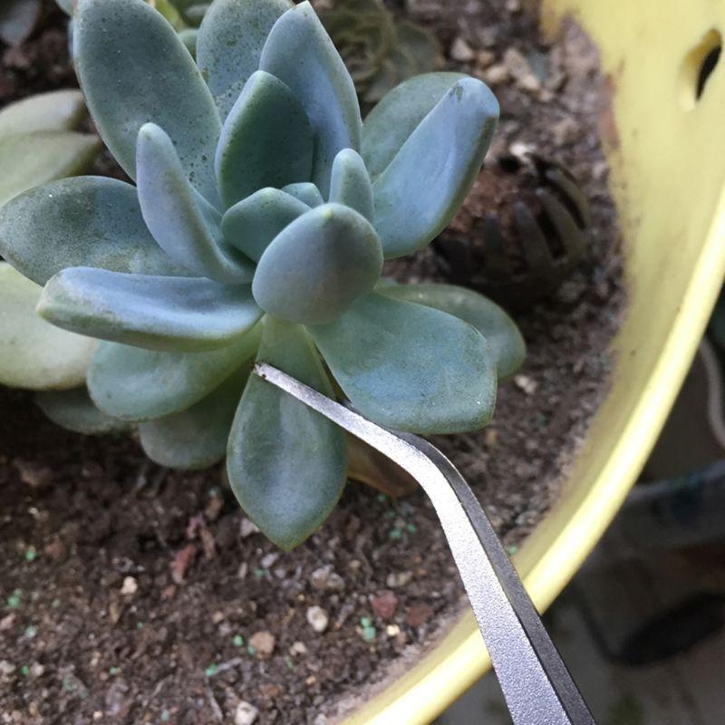 D8KF Durable Gardening Rake Mi - Bonsai Garden Shop のレビューと価格