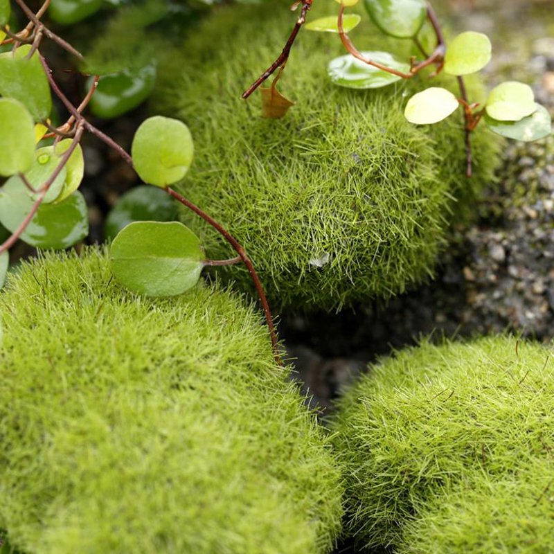 4PCS 3cm/6cm/8cm/10cm Simulate - Landscape Bonsai Garden のレビューと価格