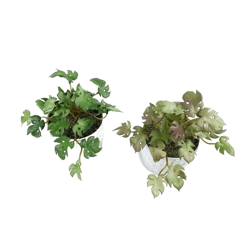 Green Garden Home Shop for Win - Bonsai Garden Shop のレビューと価格