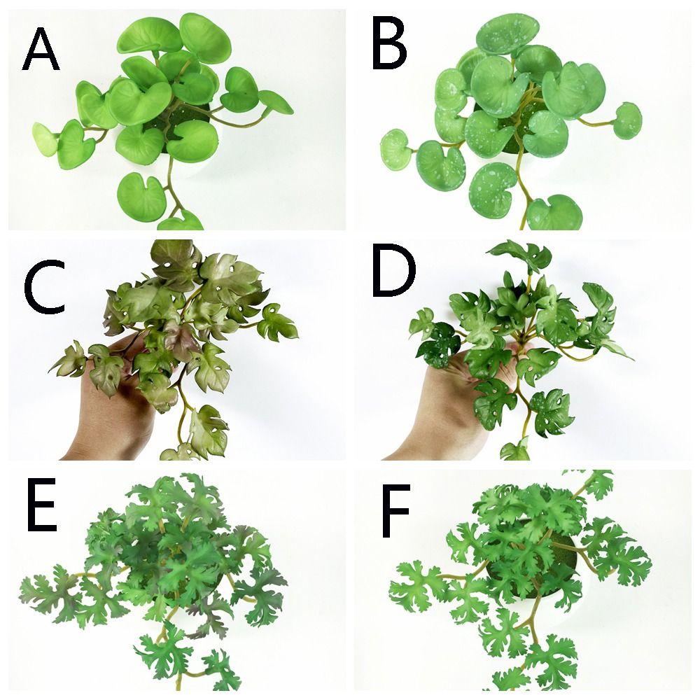 Green Garden Home Shop for Win - Bonsai Garden Shop のレビューと価格