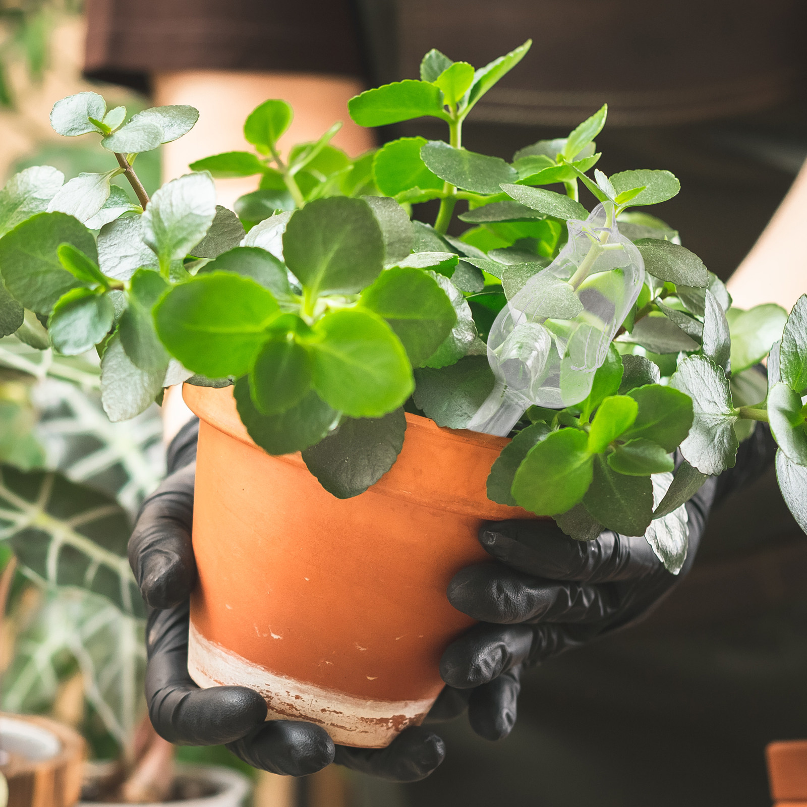 Glass Self-Watering Globes Aut - Bonsai Garden Pot のレビューと価格